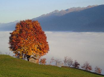Buche mit Hauskapelle